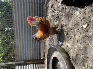 Buff Brahma