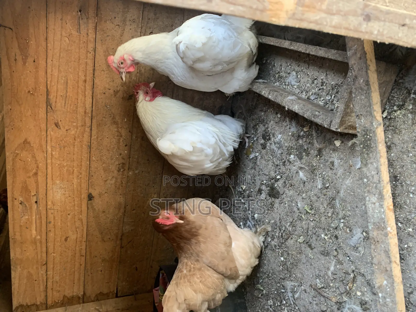 Booted Bantam