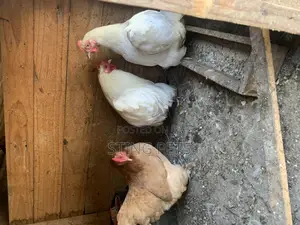 Booted Bantam