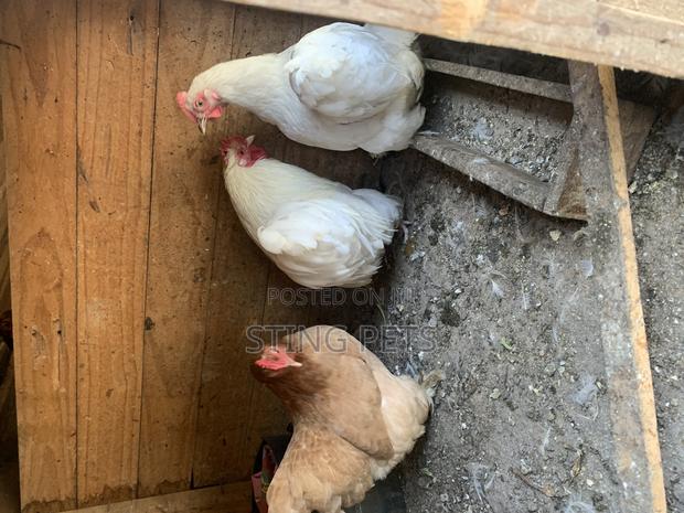 Booted Bantam - thumbnail 3