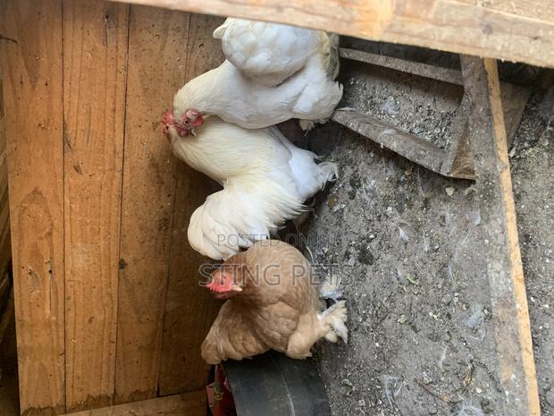 Booted Bantam - main view