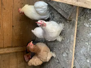 Booted Bantam