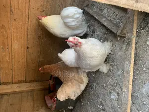 Booted Bantam