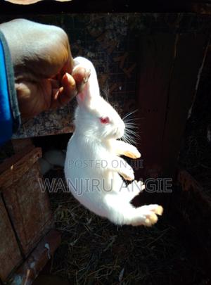 Rabbit for Sale - main view