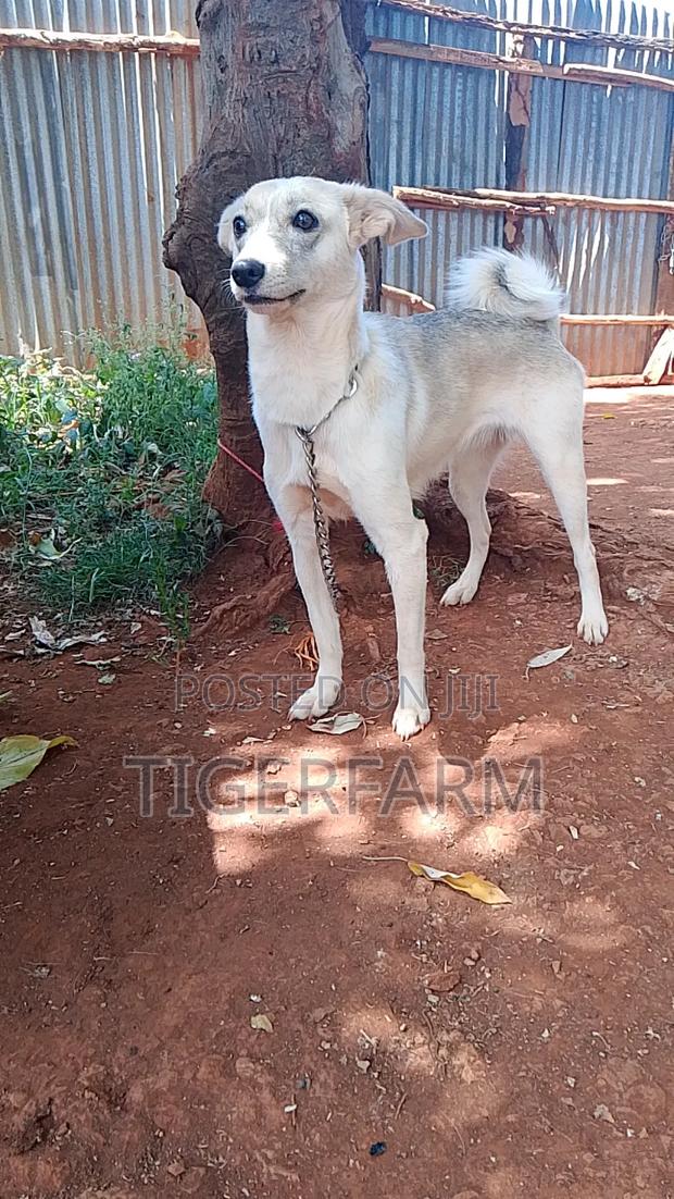1+ year Female Mixed Breed Japanese Spitz