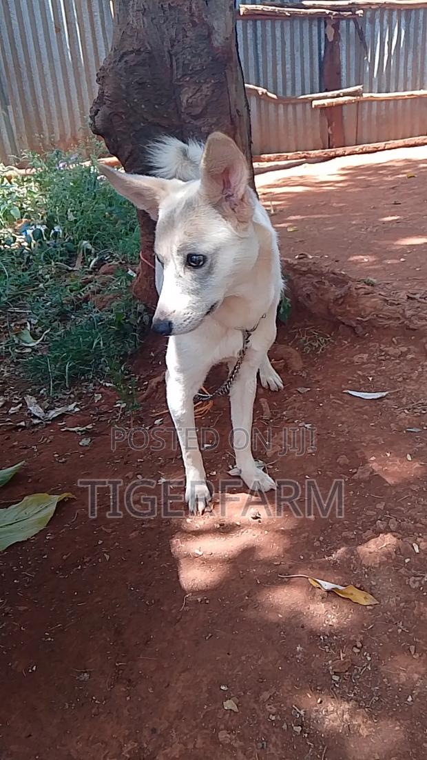 1+ year Female Mixed Breed Japanese Spitz - thumbnail 2