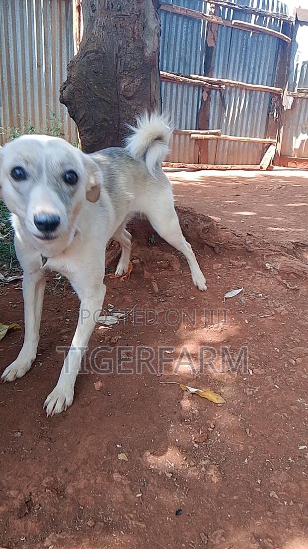 1+ year Female Mixed Breed Japanese Spitz - thumbnail 3