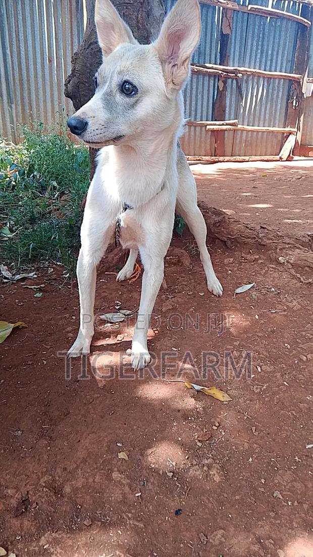 1+ year Female Mixed Breed Japanese Spitz - thumbnail 4