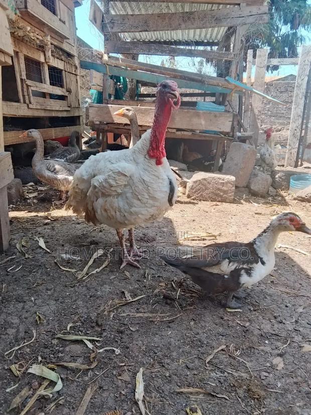 An Adult White Holland Male Turkey - main view