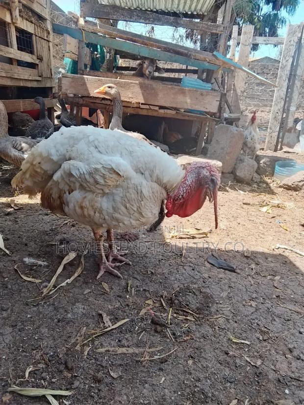 An Adult White Holland Male Turkey - thumbnail 2