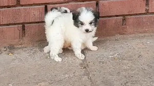 1-3 months Male Purebred Havanese