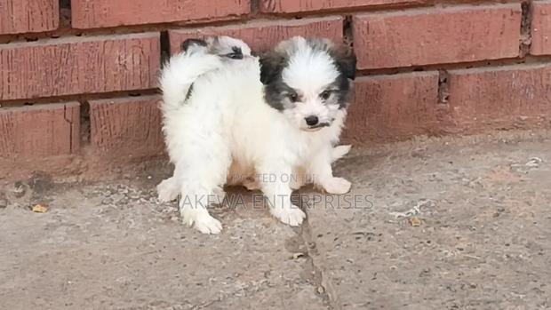 1-3 months Male Purebred Havanese