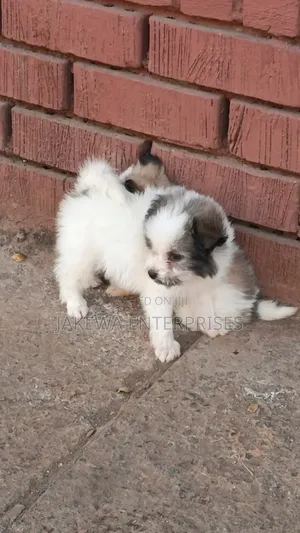 1-3 months Male Purebred Havanese