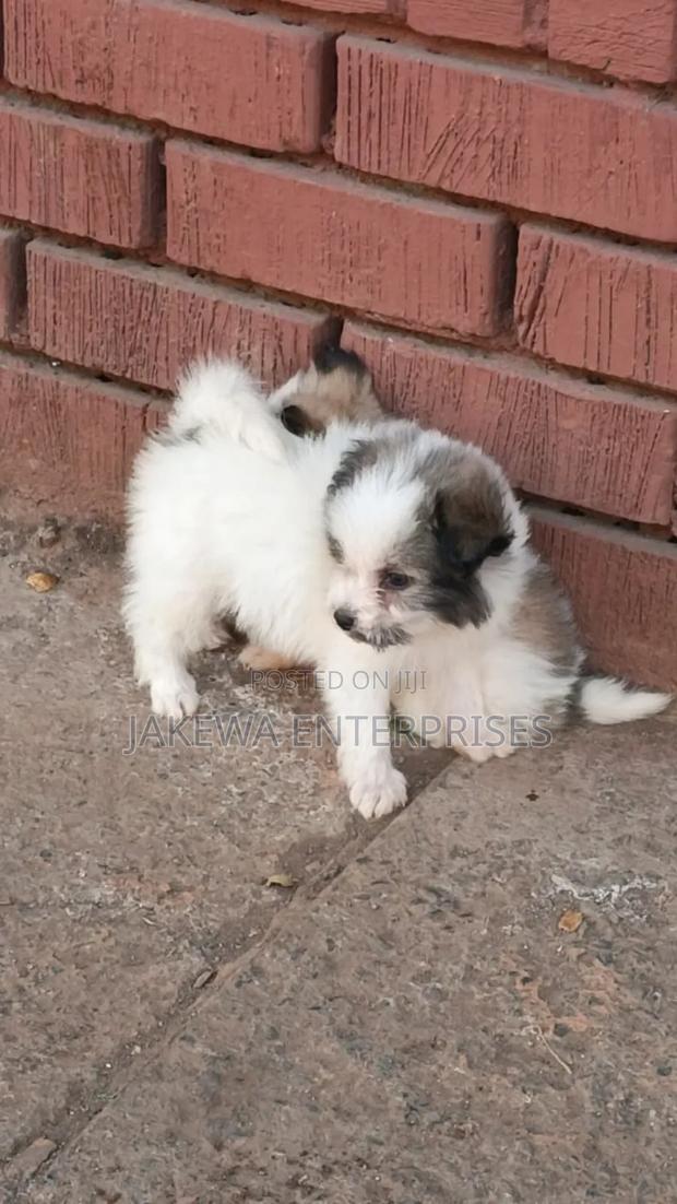 1-3 months Male Purebred Havanese - main view