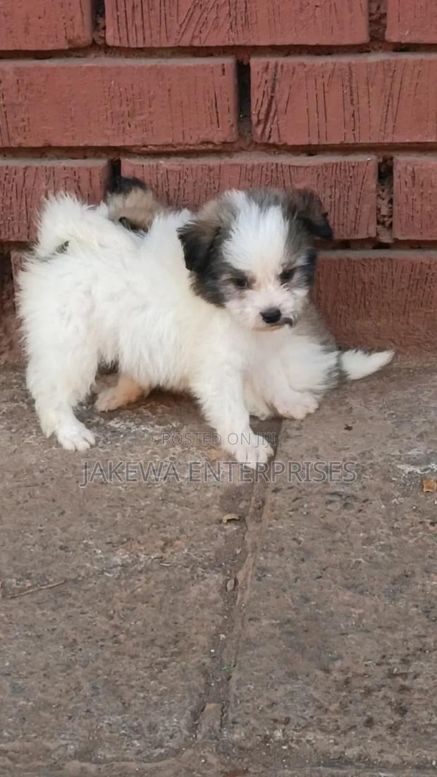 1-3 months Male Purebred Havanese - main view