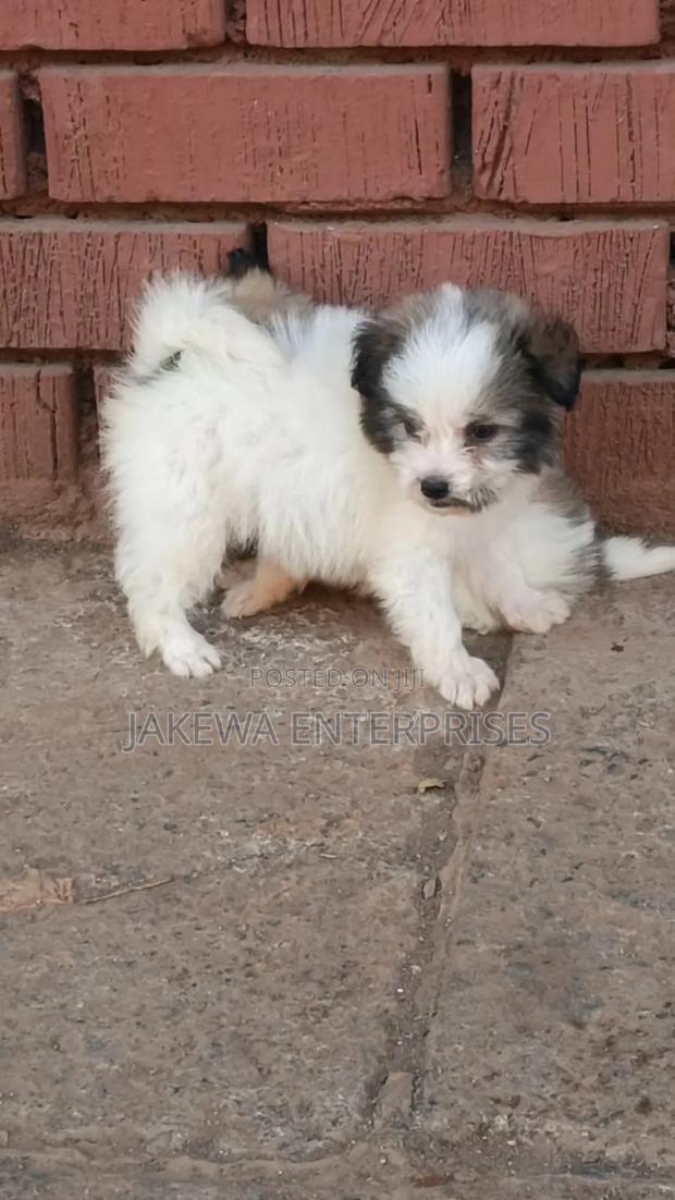 1-3 months Male Purebred Havanese - main view