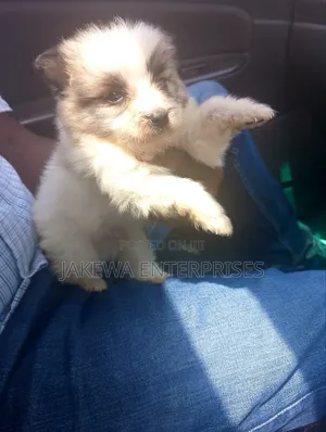 1-3 months Male Purebred Havanese