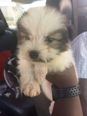 1-3 months Male Purebred Havanese