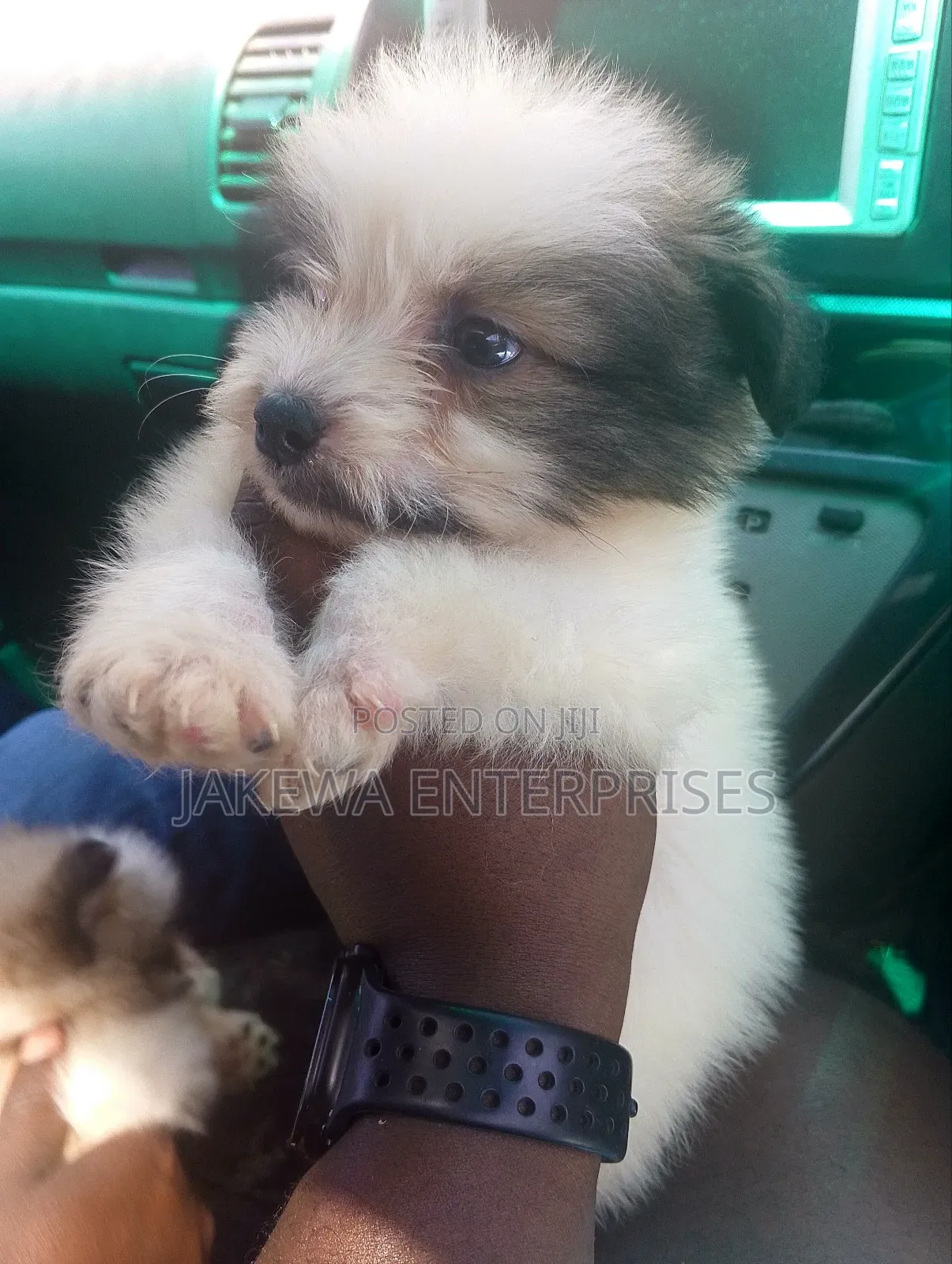 1-3 months Male Purebred Havanese