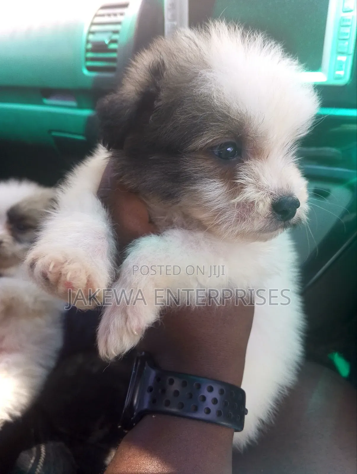 1-3 months Male Purebred Havanese
