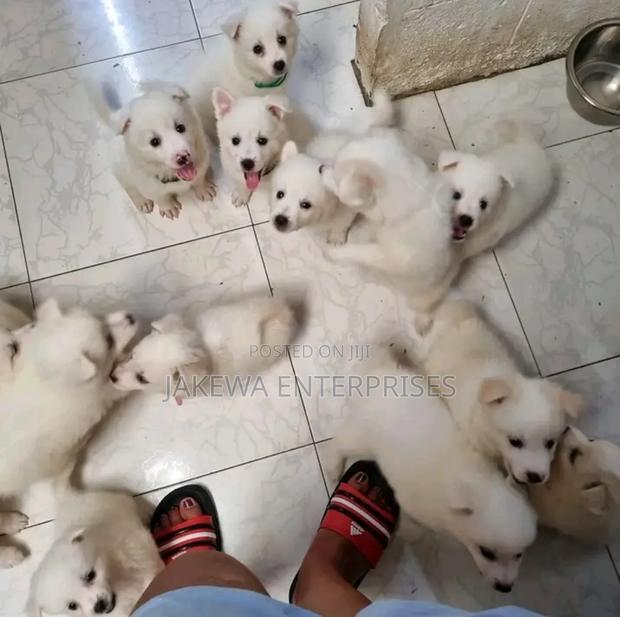 1-3 months Male Purebred Havanese - main view