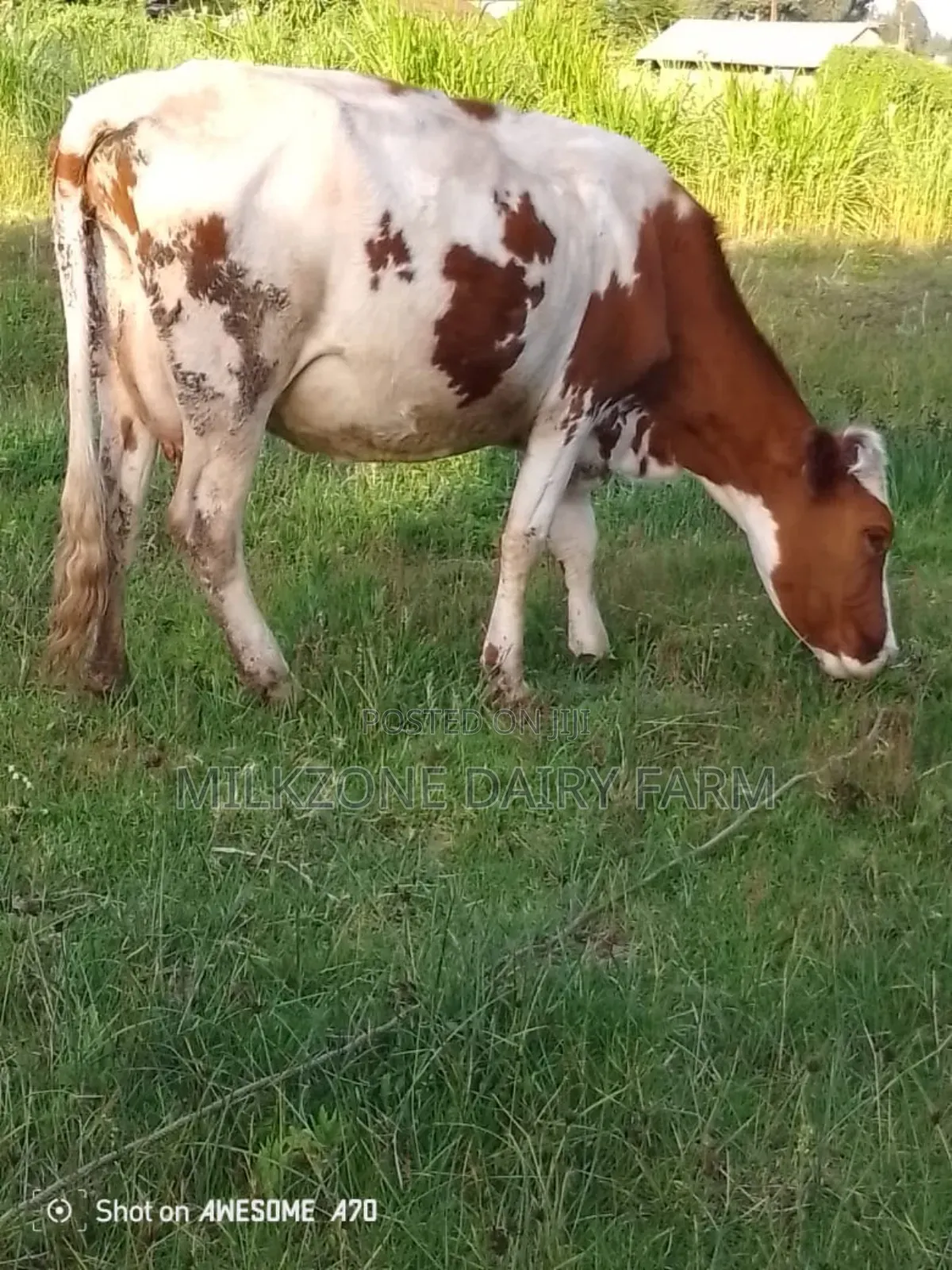 Maridadi Asha