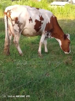 Maridadi Asha - main view