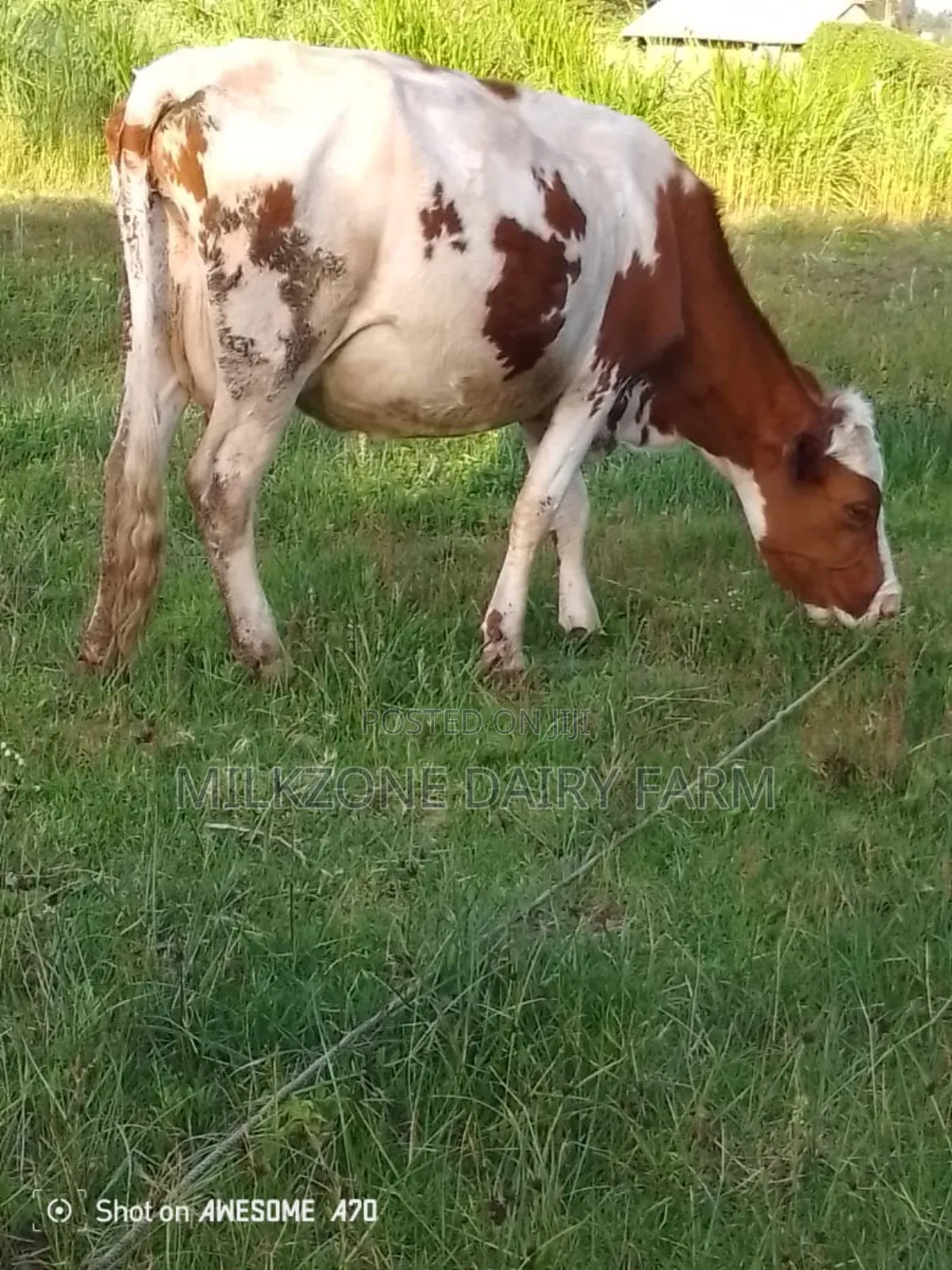 Maridadi Asha