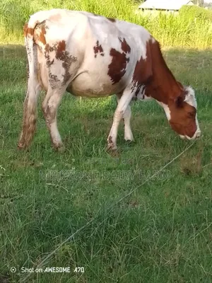 Maridadi Asha