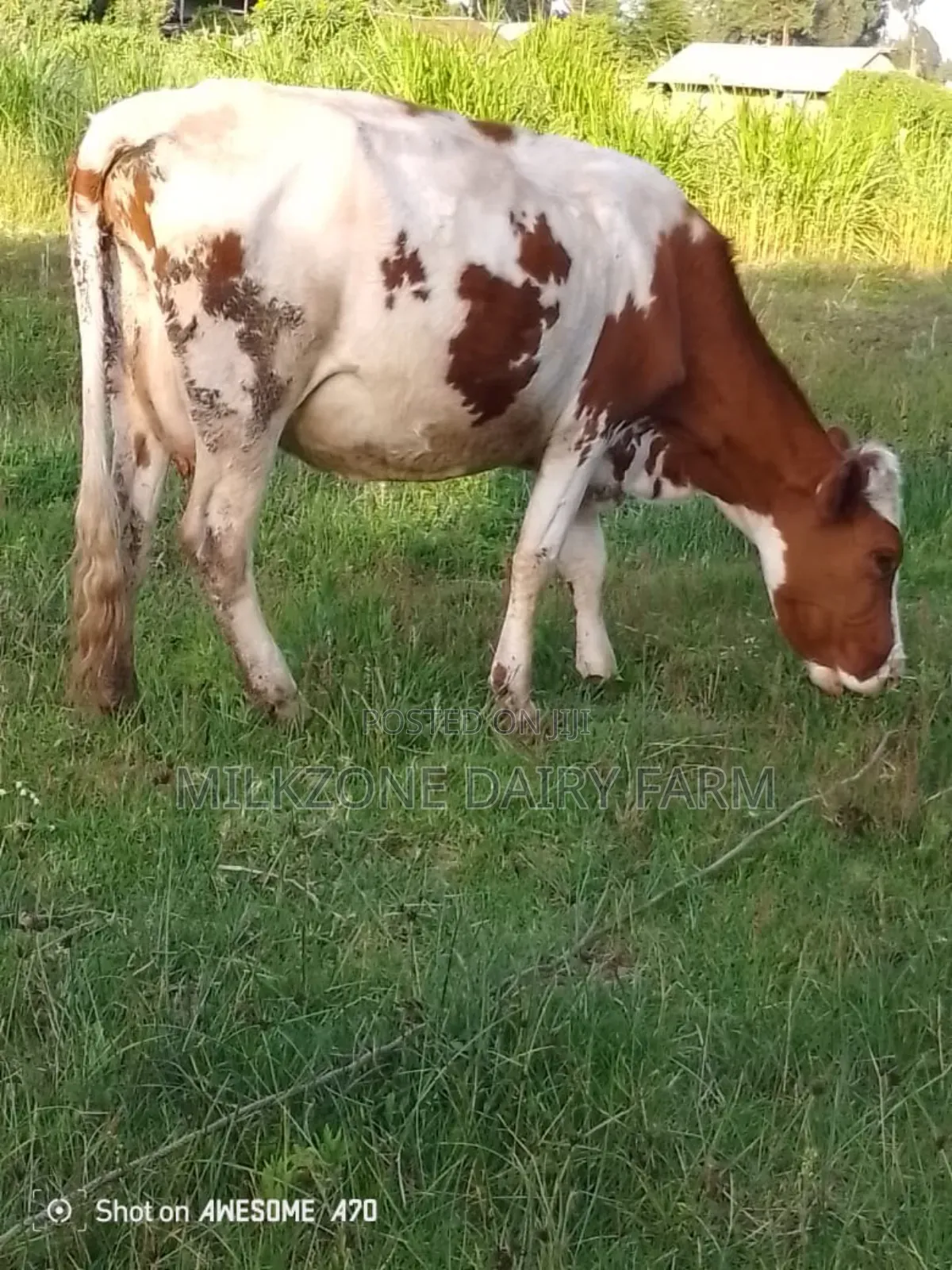 Maridadi Asha