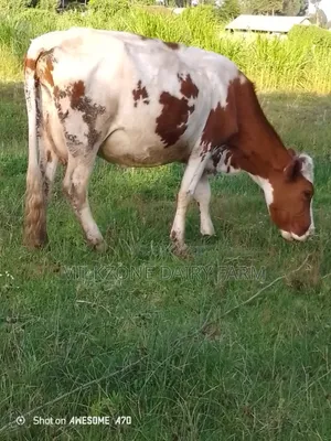 Maridadi Asha