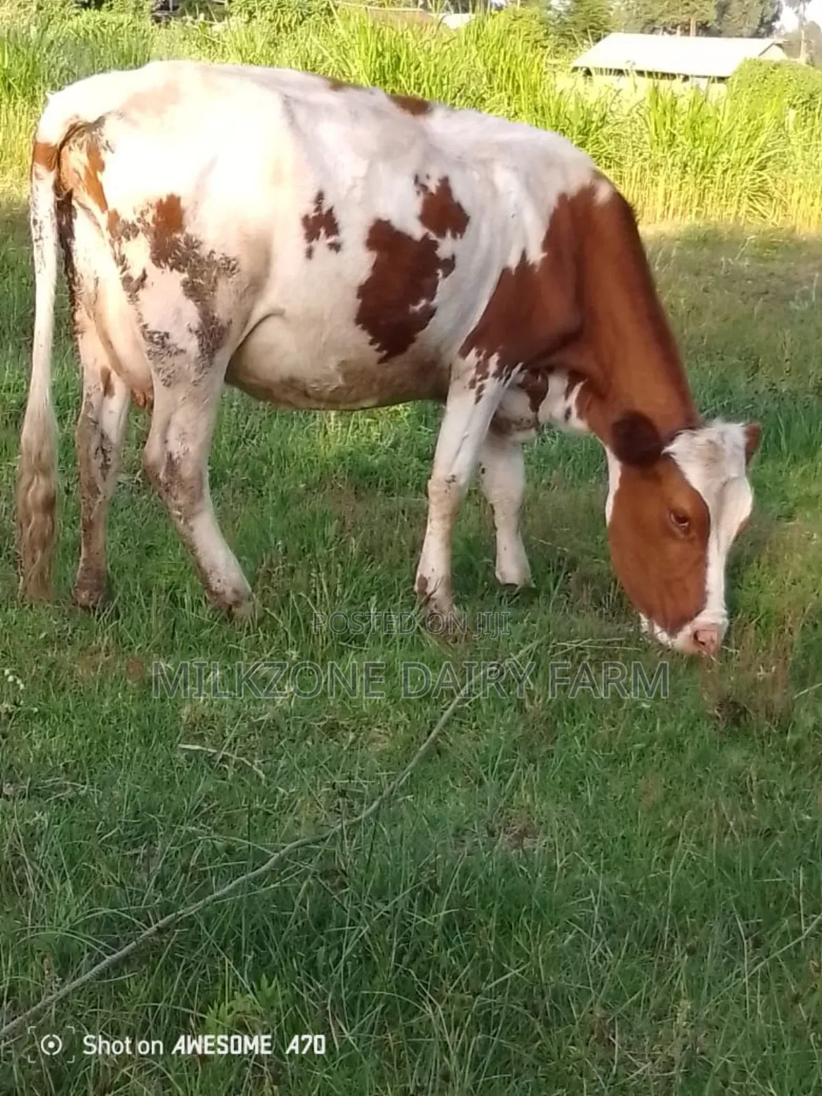 Maridadi Asha