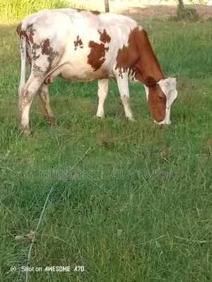 Maridadi Asha
