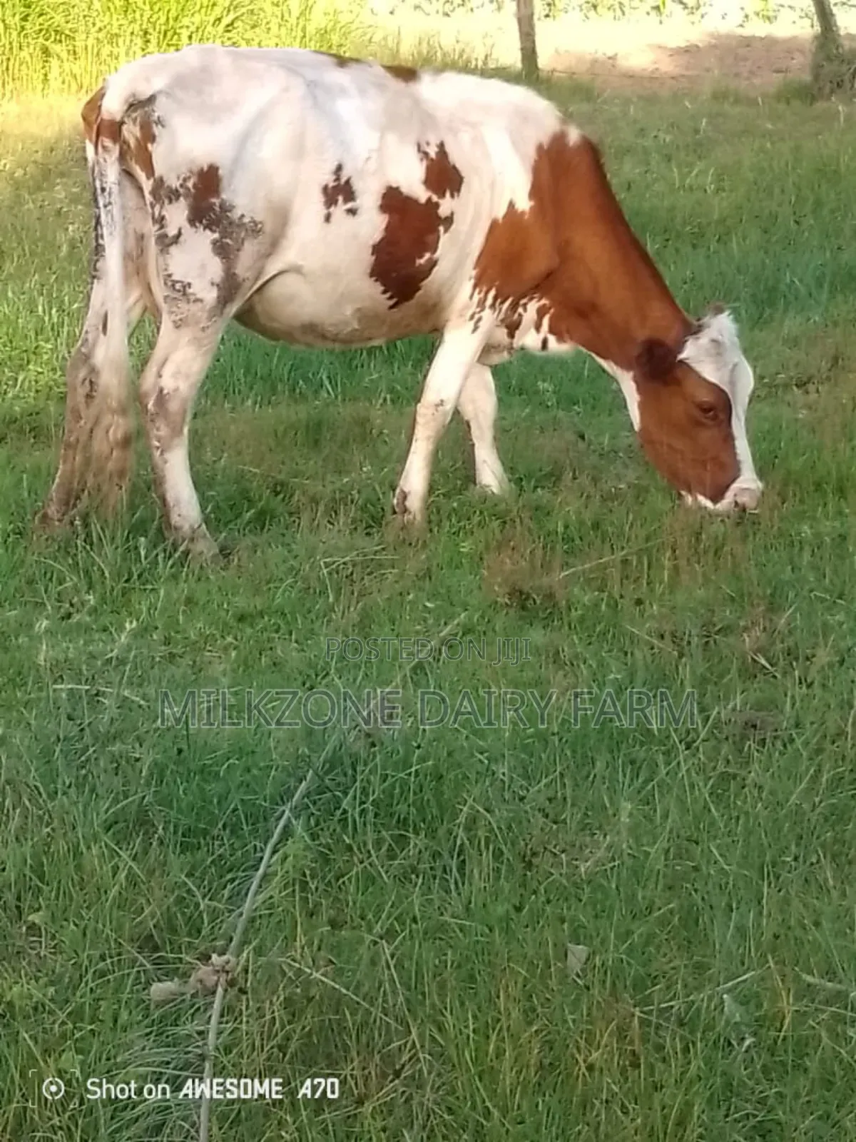 Maridadi Asha