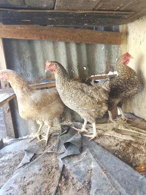 Kienyeji Chicken. Good for Breeding