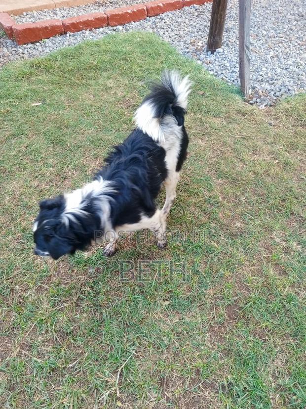 1-3 months Female Purebred Border Collie