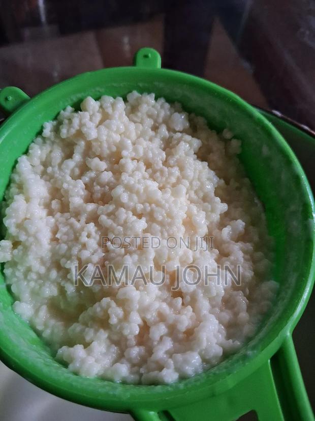 Kefir Grain - thumbnail 9