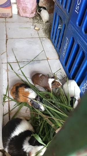 Guinea Pigs