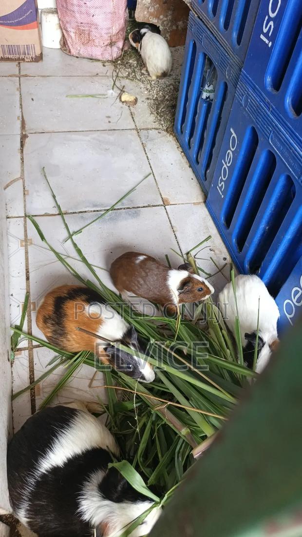 Guinea Pigs - thumbnail 3