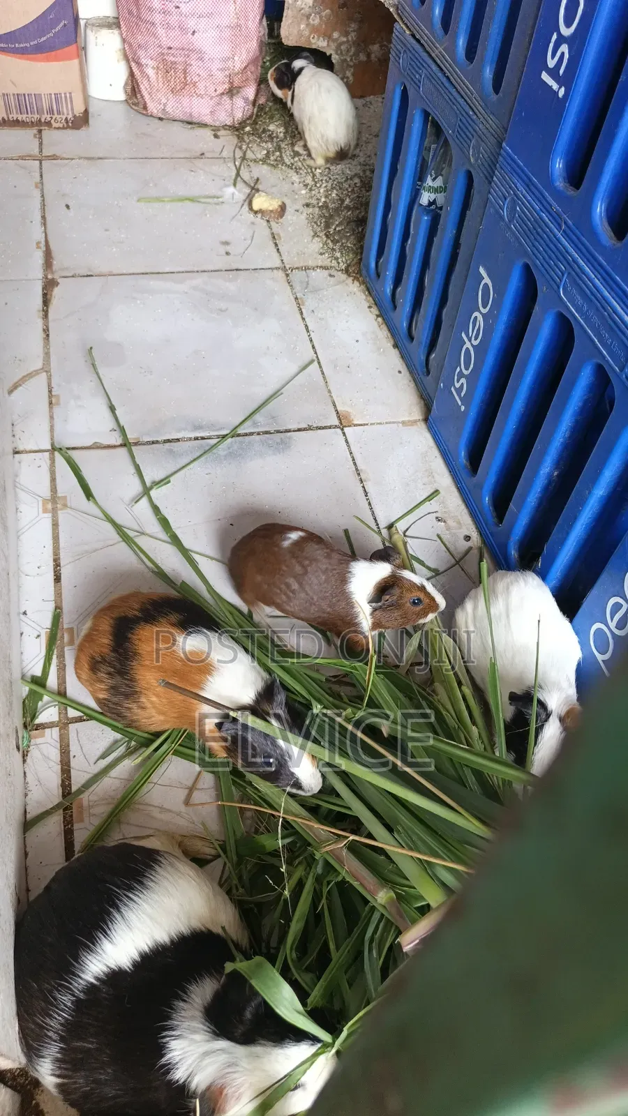 Guinea Pigs