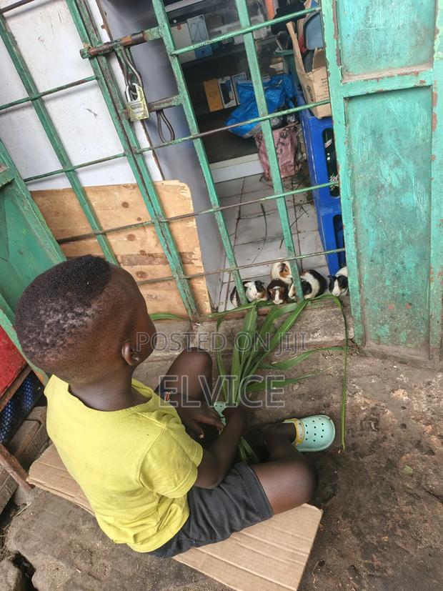 Guinea Pigs - thumbnail 4