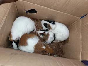 Guinea Pigs