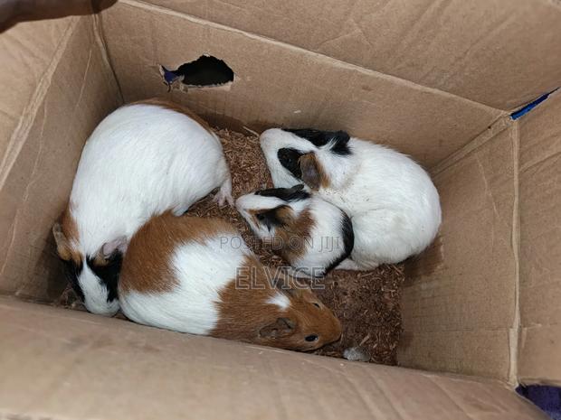 Guinea Pigs - thumbnail 5