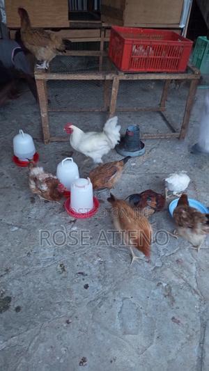 Pure Kienyeji Chicken - main view