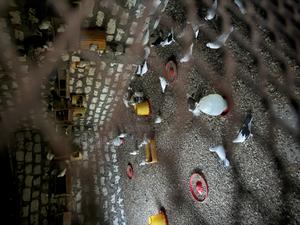 Black Normal Pegions - thumbnail 2