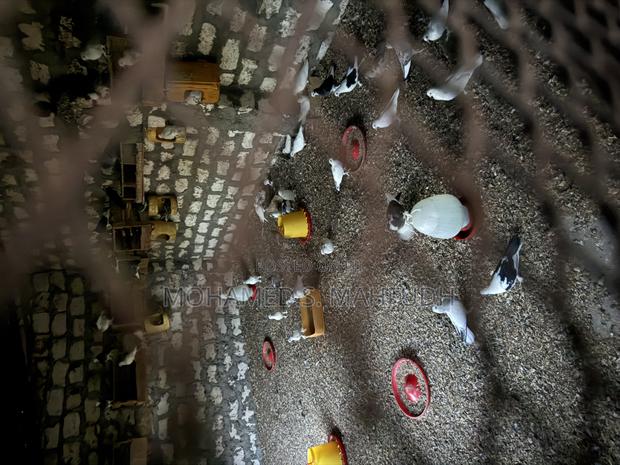 Black Normal Pegions - main view