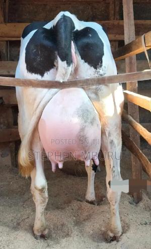 8.5months Incalf - thumbnail 2