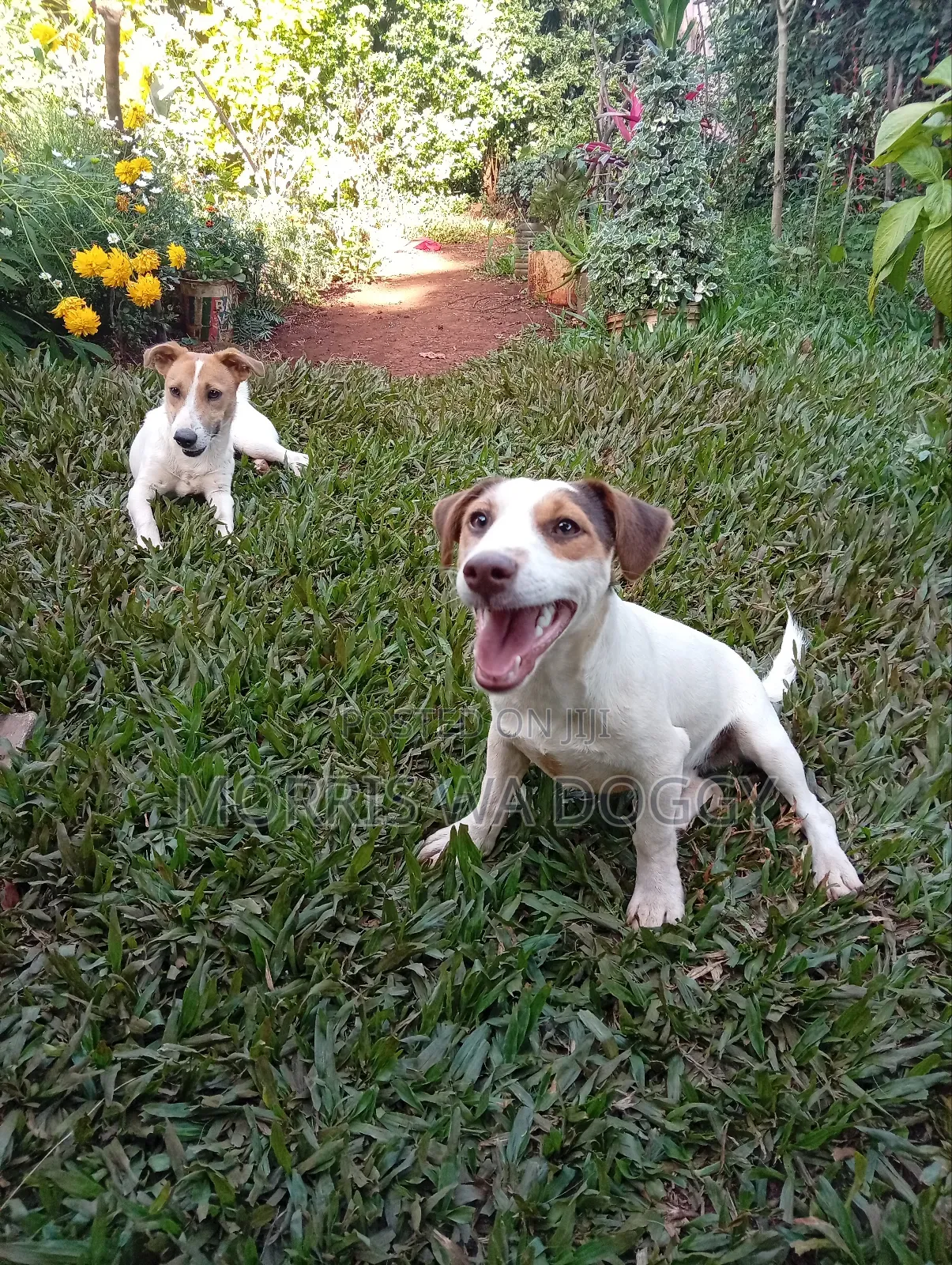 3-6 months Male Purebred Jack Russell Terrier