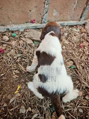 3-6 months Male Purebred English Springer Spaniel