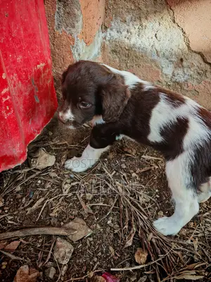3-6 months Male Purebred English Springer Spaniel
